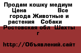 Продам кошку медиум › Цена ­ 6 000 000 - Все города Животные и растения » Собаки   . Ростовская обл.,Шахты г.